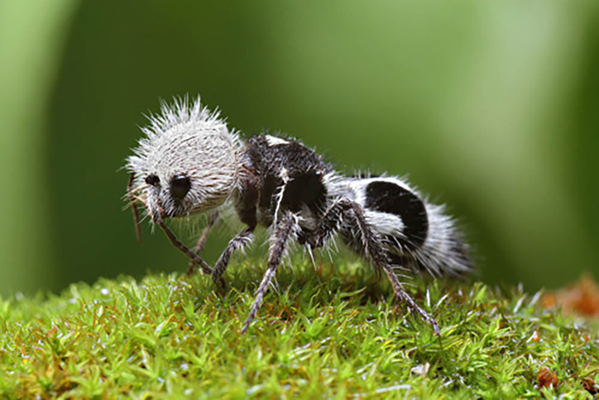 Loài ong do ngoại hình khác thường, được gọi là “gấu trúc- kiến” - Sputnik Việt Nam