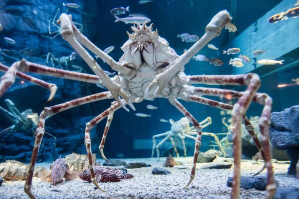 Cua nhện Nhật Bản sống ở độ sâu tới 800 mét so với mực nước biển với trọng lượng khoảng 20 kg, và chiều dài của cơ thể cùng với chân đạt tới 4 mét - Sputnik Việt Nam