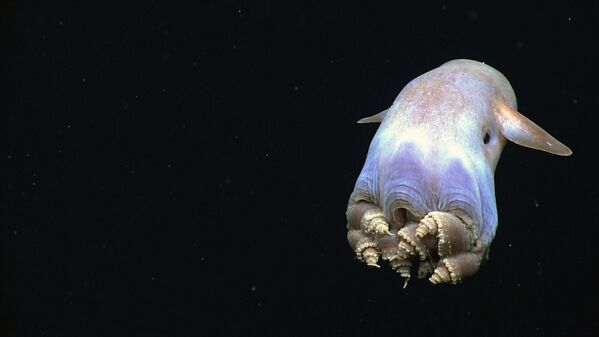 Bạch tuộc Dumbo  - bạch tuộc biển sâu, được tìm thấy ở độ sâu tới 6 km - Sputnik Việt Nam