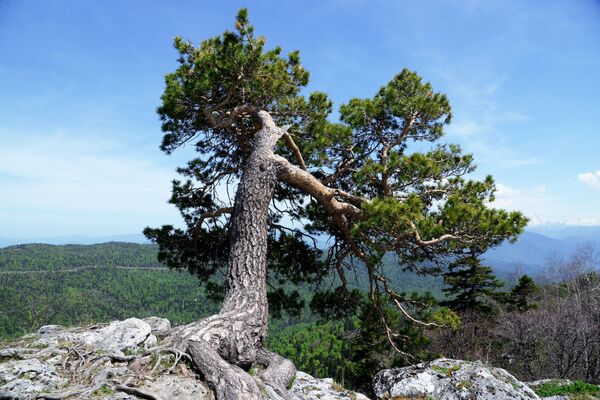 Một cái cây trên rìa ngọn núi trong cao nguyên Lac-Naki Khu dự trữ sinh quyển tự nhiên quốc gia Kavkas mang tên Kh. G. Shaposhnikov - Sputnik Việt Nam
