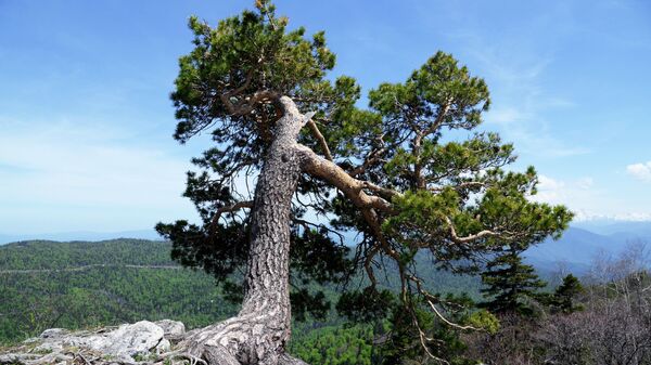 Một cái cây trên rìa ngọn núi trong cao nguyên Lac-Naki Khu dự trữ sinh quyển tự nhiên quốc gia Kavkas mang tên Kh. G. Shaposhnikov - Sputnik Việt Nam