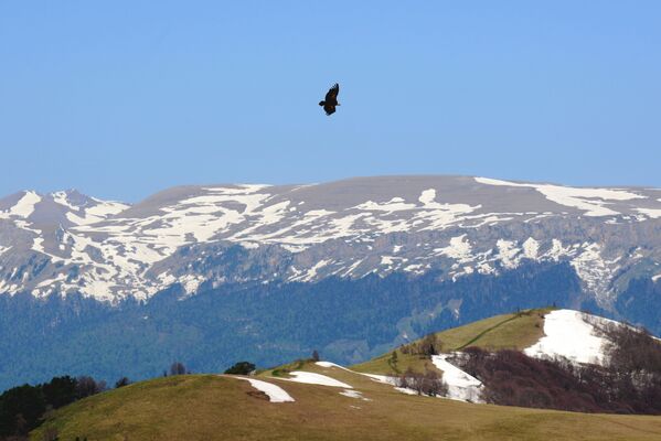 Một con đại bàng bay trên Khu bảo tồn sinh quyển tự nhiên quốc gia Kavkas mang tên Kh. G. Shaposhnikov  - Sputnik Việt Nam