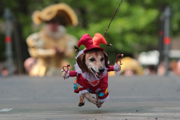 Chú chó nòi tại Cuộc diễu hành chó dachshund ở St Petersburg - Sputnik Việt Nam