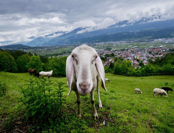 Một con cừu nhìn vào ống kính máy ảnh tại cánh đồng bên bờ sông ở Innsbruck, Áo - Sputnik Việt Nam