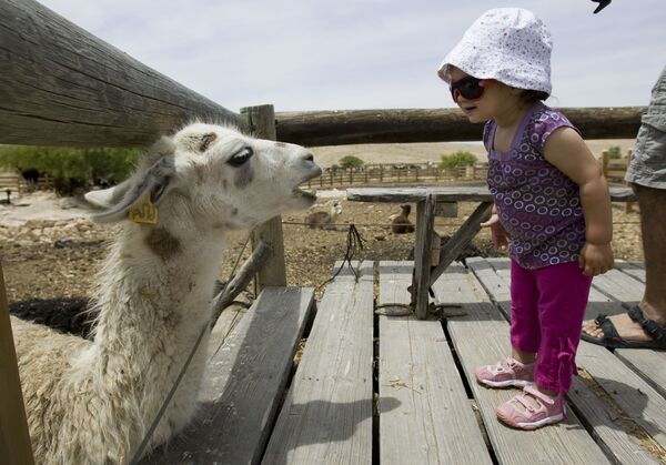 Cô gái trong trang trại lạc đà alpaca ở Mitzpe Ramone, Israel - Sputnik Việt Nam