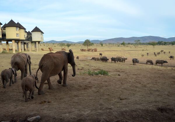 Những con voi đi tới nguồn nước gần những ngôi nhà Sarova salt-lick lodge ở Công viên quốc gia Tsavo-West, Kenya - Sputnik Việt Nam