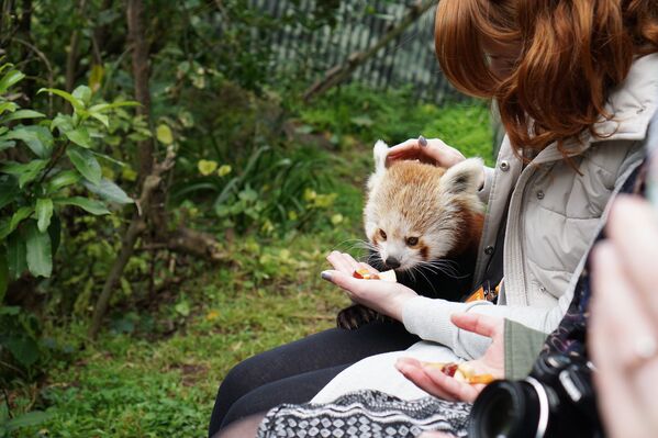 Cô gái cho gấu trúc đỏ ăn ở vườn thú Wellington, New Zealand - Sputnik Việt Nam