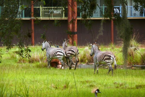 Ngựa vằn tại Disney's Animal Kingdom Lodge - Sputnik Việt Nam
