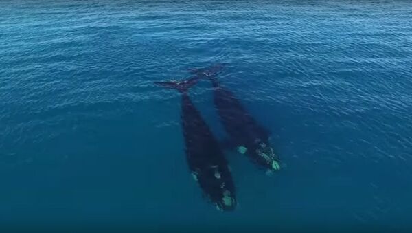 Cá voi quan tâm tới người lướt sóng ở Úc - Sputnik Việt Nam