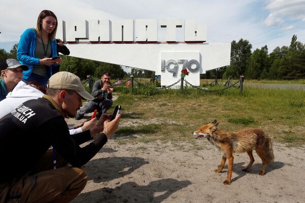 Du khách chụp ảnh con cáo ở thành phố Pripyat bị bỏ hoang, gần nhà máy điện hạt nhân Chernobyl, Ukraina - Sputnik Việt Nam