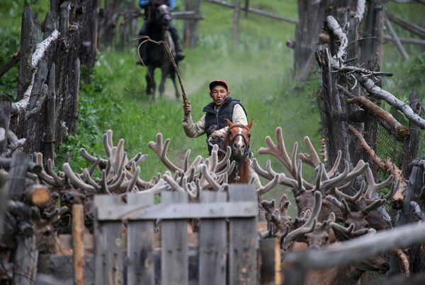 Những người điều khiển hươu tại trang trại Alatau Maraly, Kazakhstan - Sputnik Việt Nam