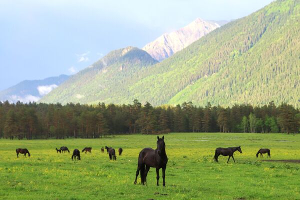 Ngựa gặm cỏ trên cánh đồng gần sông Psysh ở Thung lũng Sofia, Cộng hòa Karachay-Cherkessia - Sputnik Việt Nam
