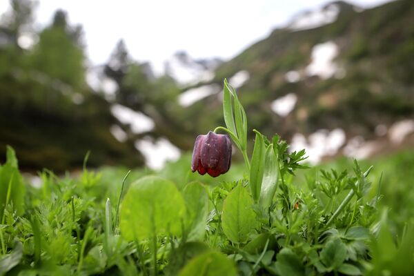 Hoa tulip được đưa vào Sách Đỏ đang nở rộ ở Thung lũng Sofia thuộc Cộng hòa Karachay-Cherkessia - Sputnik Việt Nam