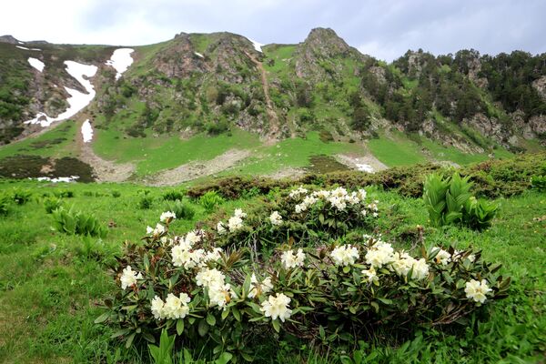 Hoa đỗ quyên nở trong Thung lũng Sofia ở Cộng hòa Karachay-Cherkessia - Sputnik Việt Nam