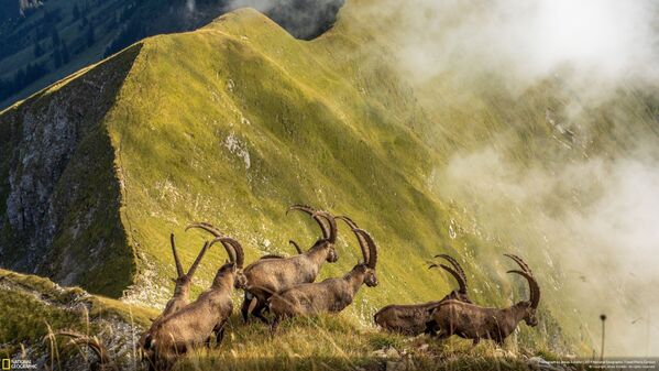 Bức ảnh King Of The Alps Vua của dãy núi Alps của nhiếp ảnh gia Jonas Schäfer, được đề cập đặc biệt trong hạng mục «Thiên nhiên» của cuộc thi National Geographic Travel Photo 2019 - Sputnik Việt Nam
