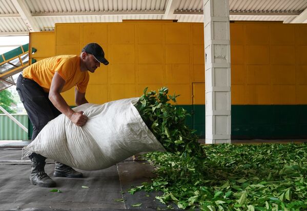 Công nhân rải lá chè để sấy tại nhà máy chè ở Matsesta, thành phố Sochi - Sputnik Việt Nam