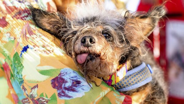 Chó Vagrant (Kẻ lang thang) giành chiến thắng trong cuộc thi tìm chú chó xấu xí nhất ở nước Mỹ - Sputnik Việt Nam