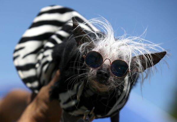 Chú chó với biệt hiệu Rascal Deux tham gia cuộc thi Chó xấu xí nhất của năm, Mỹ - Sputnik Việt Nam