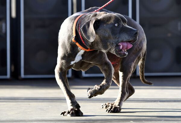 Chú chó với biệt hiệu Grendol tham gia cuộc thi Chó xấu xí nhất của năm, Mỹ - Sputnik Việt Nam