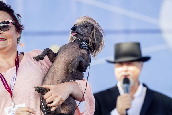 Chú chó với biệt hiệu Himisaboo tham gia cuộc thi Chó xấu xí nhất của năm, Mỹ - Sputnik Việt Nam