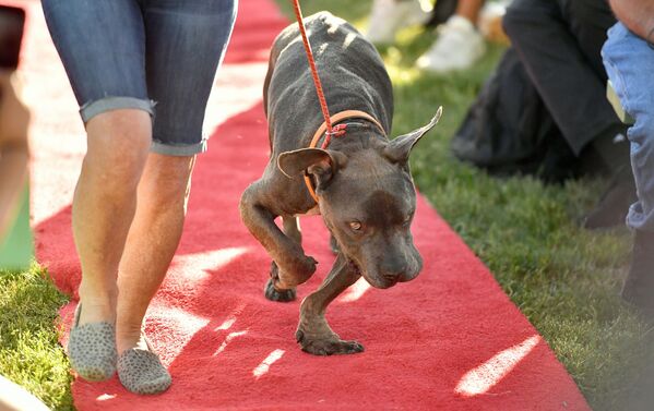 Chú chó với biệt hiệu Grendol  tham gia cuộc thi Chó xấu xí nhất của năm, Mỹ - Sputnik Việt Nam