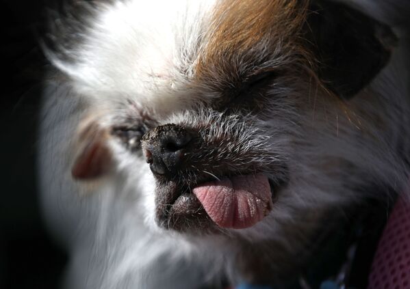 Chú chó với biệt hiệu Tee Tee tham gia cuộc thi Chó xấu xí nhất của năm, Mỹ - Sputnik Việt Nam