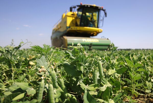Máy thu hoạch đậu Hà Lan trên cánh đồng của xí nghiệp “Bonduel-Kuban” tại Khu vực Krasnodar - Sputnik Việt Nam