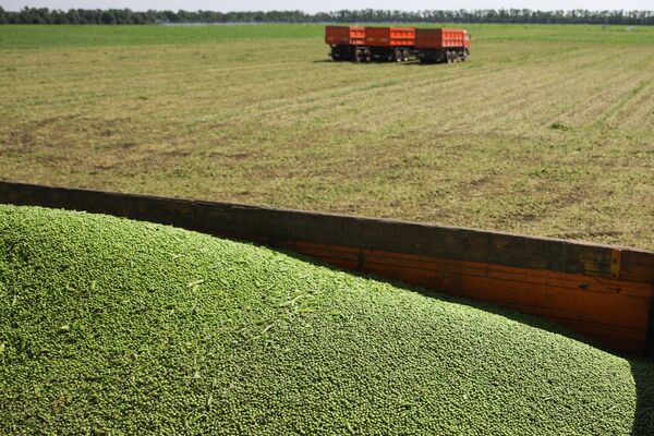 Vụ thu hoạch đậu Hà Lan trên cánh đồng của xí nghiệp Bonduel-Kuban tại Khu vực Krasnodar - Sputnik Việt Nam