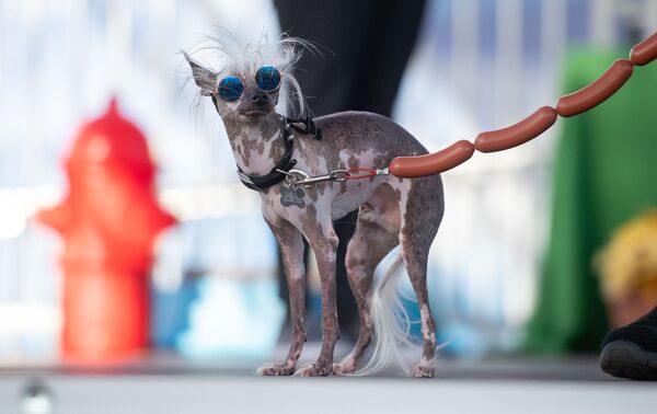 Chú chó tên Rascal Deux tham gia Cuộc thi Chú chó xấu nhất năm, Hoa Kỳ - Sputnik Việt Nam