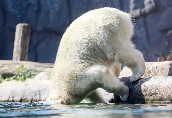 Gấu bắc cực Nanook nhảy xuống nước tại vườn thú ở Gelsenkirchen, Tây Đức. - Sputnik Việt Nam