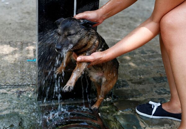 Người phụ nữ tắm cho chó trong đài phun nước vào ngày hè nóng nực ở Brussels, Bỉ - Sputnik Việt Nam