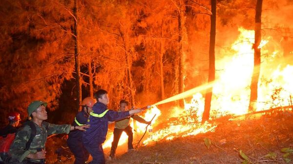 Cháy rừng xảy ra trong đêm ở Hà Tĩnh - Sputnik Việt Nam