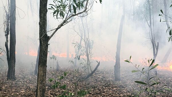  Cánh rừng trồng nguyên liệu đang bị cháy.  - Sputnik Việt Nam