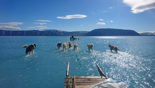 Những con chó kéo xe trượt trên mặt băng phủ đầy nước ở Greenland. - Sputnik Việt Nam