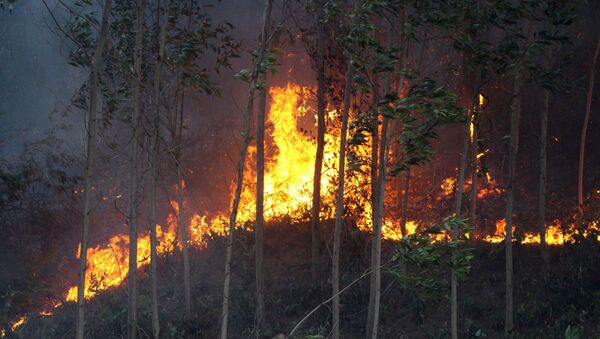 Lửa đang cháy ở rừng keo tràm ở phường Hương Hồ, thị xã Hương Trà.  - Sputnik Việt Nam