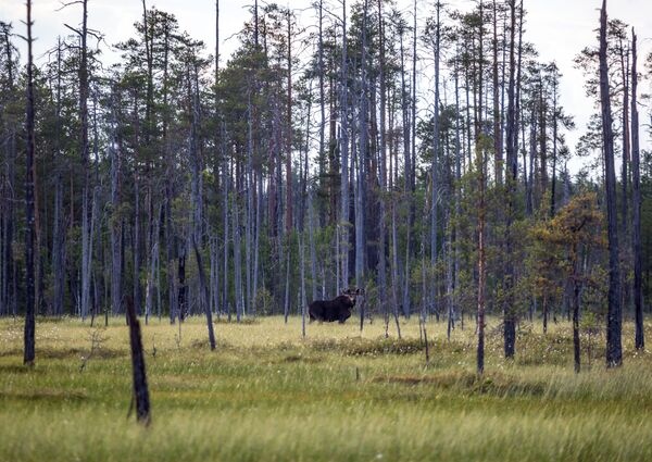 Hươu sừng tấm ở rìa đầm lầy vùng Segezhsky, Karelia - Sputnik Việt Nam