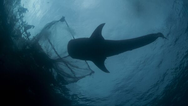 Cá mập bên cạnh lưới đánh cá - Sputnik Việt Nam