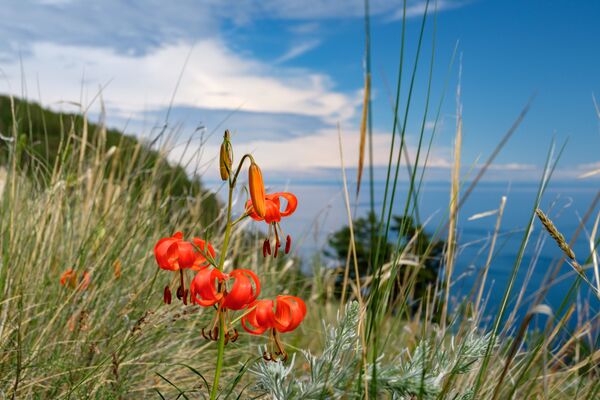 Hoa mọc trên đảo Olkhon, hồ Baikal, tỉnh Irkutsk - Sputnik Việt Nam