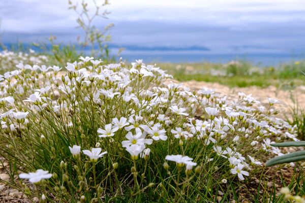 Hoa mọc trên đảo Olkhon, hồ Baikal, tỉnh Irkutsk - Sputnik Việt Nam