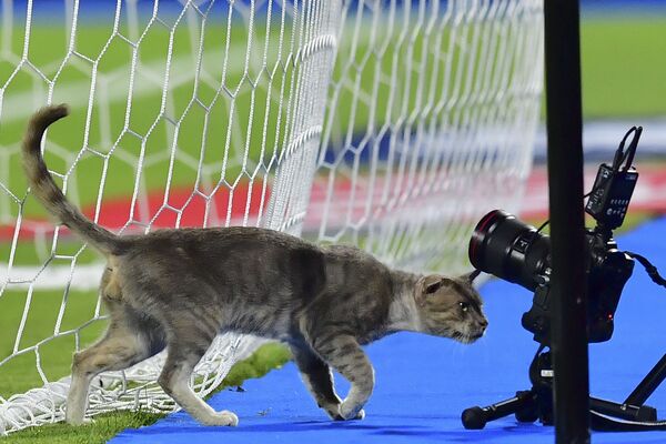 Con mèo giữa các máy ảnh trong trận đấu bóng đá Cúp quốc gia châu Phi tại sân vận động Ismailia, Ai Cập - Sputnik Việt Nam