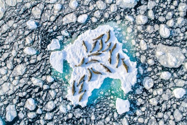 Bức ảnh Crabeater Seals on Ice của nhiếp ảnh gia Florian Ledouxgiải  nhất trong hạng mục Wildlife cuộc thi Drone Awards 2019   - Sputnik Việt Nam