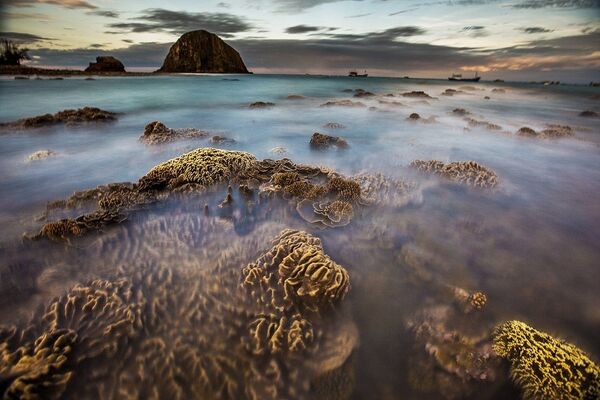Vẻ tuyệt đẹp của hệ sinh thái san hô tự nhiên tại Hòn Yến khi thủy triều rút. - Sputnik Việt Nam