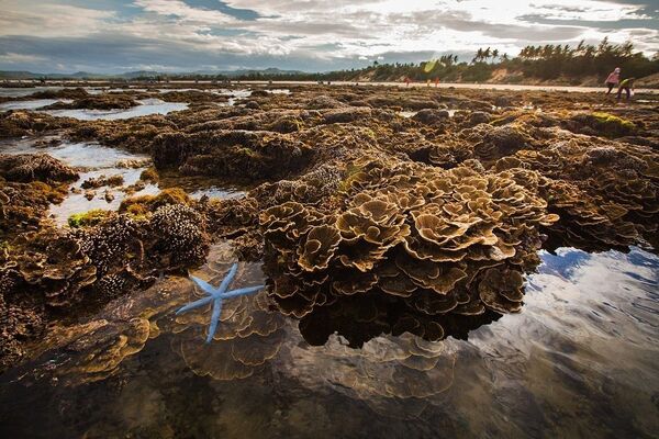 Những lúc thủy triều xuống, chỉ cần lội bộ ra biển một đoạn là có thể ngắm nhìn và chạm được vào san hô dễ dàng. Tuy nhiên, vài năm trở lại đây, lượng khách du lịch tự phát đến tham quan quá lớn đã gây hư hại nhiều cho hệ sinh thái san hô biển cùng môi trường và cảnh quan. Ảnh: Trọng Đạt - TTXVN - Sputnik Việt Nam