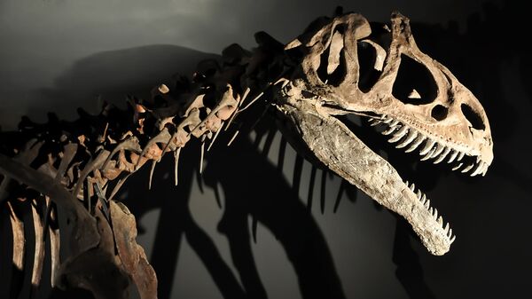  Bộ xương khủng long - Sputnik Việt Nam