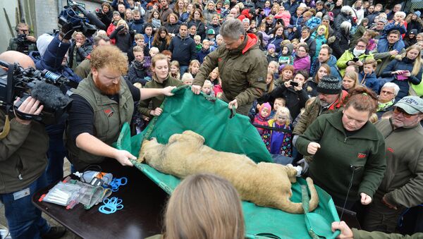 Сác nhân viên Sở thú thành phố Odense đã tiến hành mổ xẻ một con sư tử - Sputnik Việt Nam