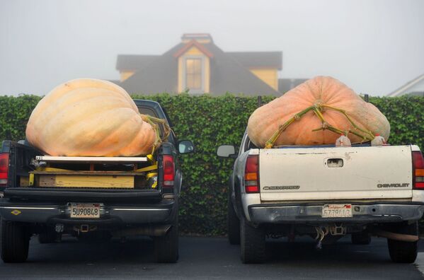 Những quả bí ngô khổng lồ trong thùng xe tải trước cuộc thi thường niên lần thứ 42 Safeway World Championship Pumpkin Weight-Off Contest ở California - Sputnik Việt Nam
