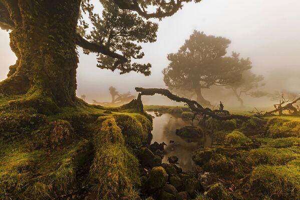Cảnh  đảo Madeira - ảnh đoạt giải cuộc thi Wiki Loves Earth 2015.  Nhiếp ảnh gia Jnvalves - Sputnik Việt Nam