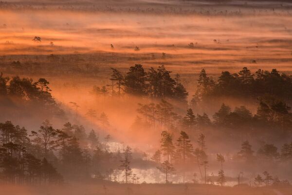 Buổi sáng trong vùng đầm lầy thuộc khu bảo tồn Luitemaa ở Estonia - ảnh đoạt giải cuộc thi Wiki Loves Earth 2015.  Nhiếp ảnh gia Märt Kose. - Sputnik Việt Nam