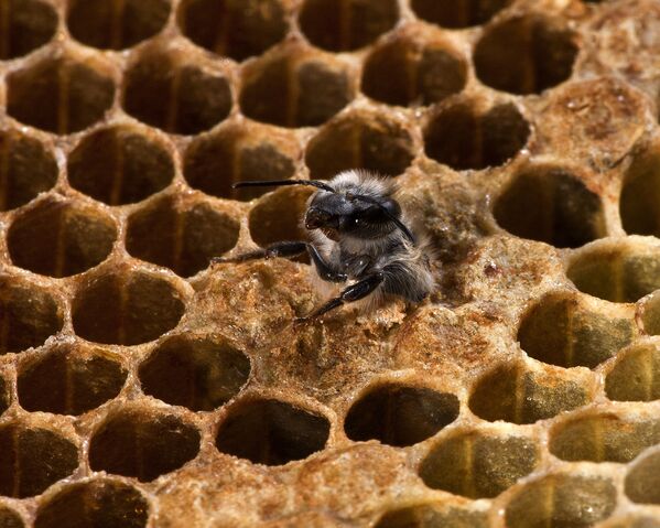 Sự ra đời của một con ong - ảnh đoạt giải cuộc thi Wiki Loves Earth 2015.  Nhiếp ảnh gia Jonathan Wilkins. - Sputnik Việt Nam
