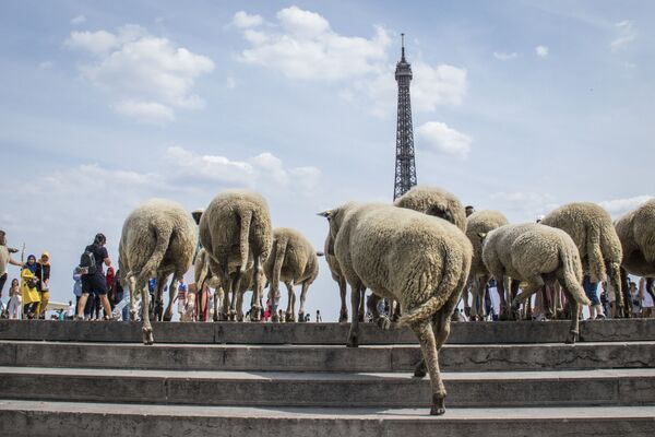 Những con cừu đối diện tháp Eiffel ở Paris - Sputnik Việt Nam